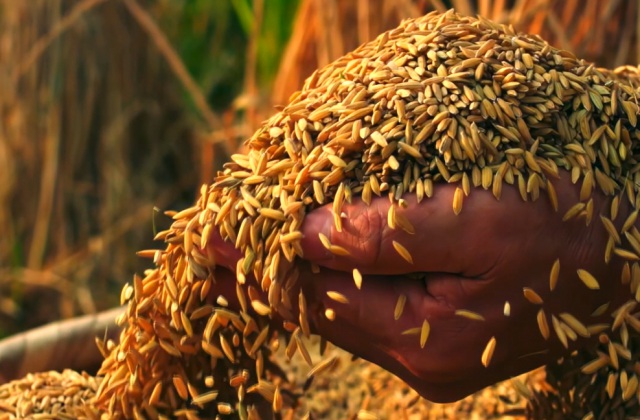 稻花香里說(shuō)豐年